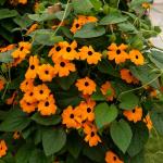 Fleurs - Thunbergia Alata Suzanne aux Yeux Noirs - face recto